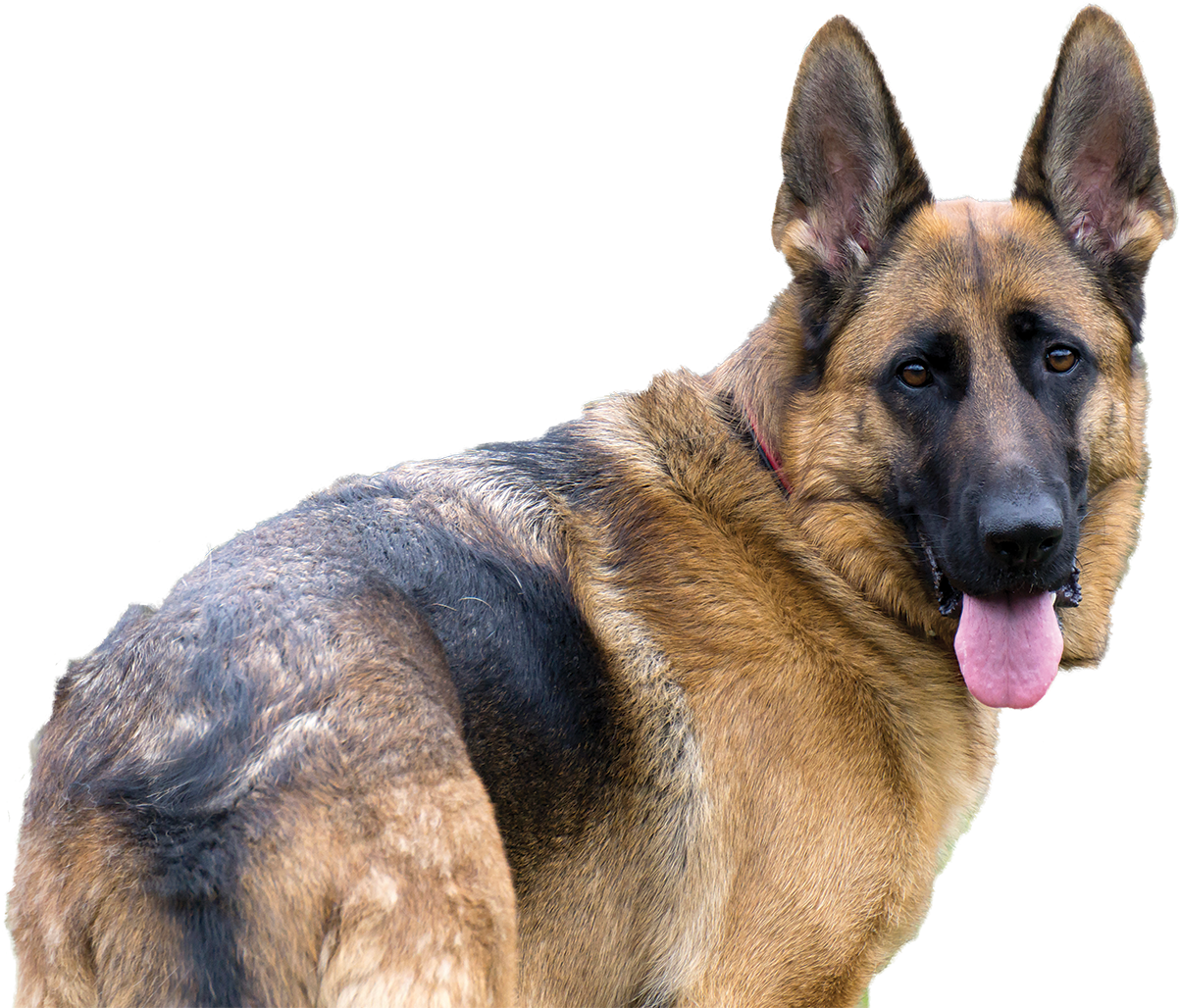 German Shepherd 2.0 Clipart (1513x1500), Png Download