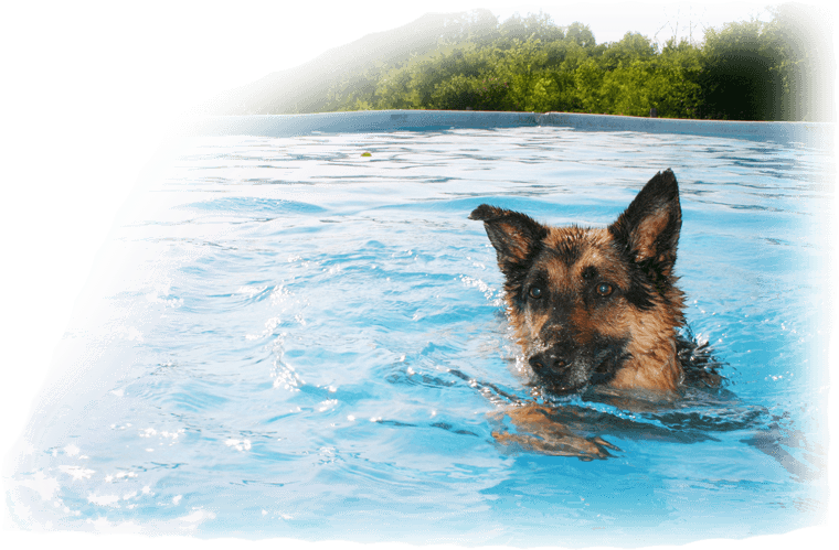 Cool Dog Png - Swimming Dog Png Clipart (760x499), Png Download