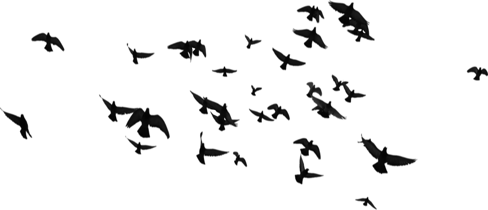 Birds - Silhouette Clipart (983x424), Png Download