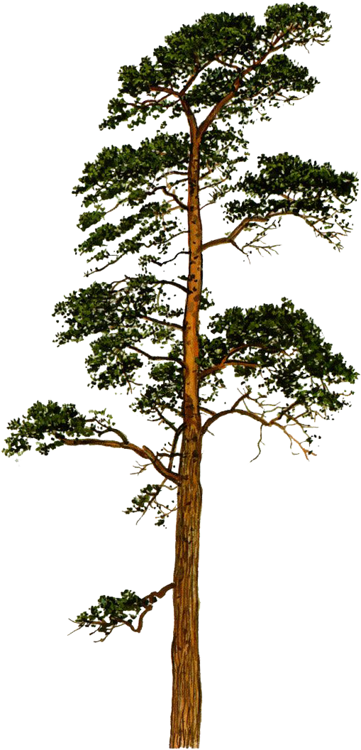 Scots Pine Pinus Sylvestris - Scots Pine Tree Png Clipart (530x1103), Png Download