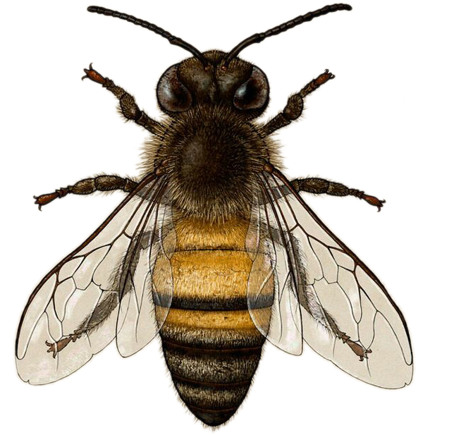 Bee Download Transparent Png Image - Honey Bee Illustration Free Clipart (736x766), Png Download