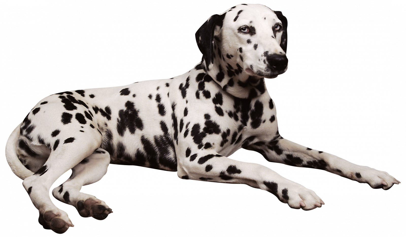 Dalmation Clipart Penny - Dalmatian Laying Down - Png Download (1600x933), Png Download