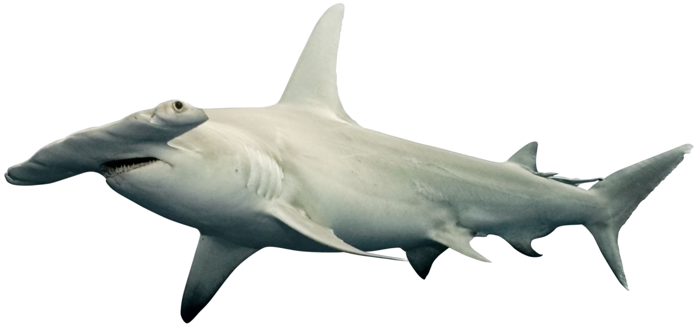 Shark Png Free Download - Transformers Titans Return Fan Modes Clipart (1440x721), Png Download