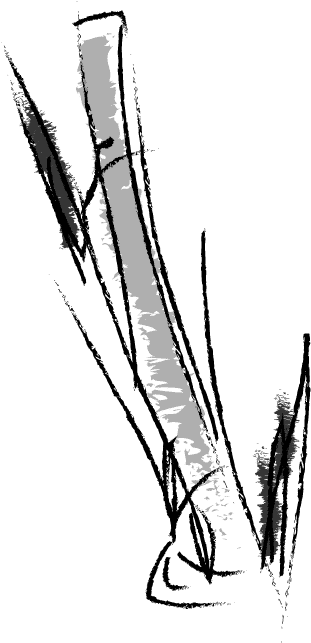 Advantages Of Bamboo Viscose - Sketch Clipart (449x719), Png Download