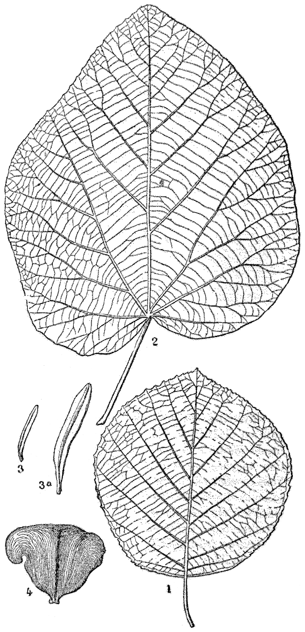 File - La Nature - 1878 - S1 - P291 - Les Périodes - Line Art Clipart (1022x2114), Png Download