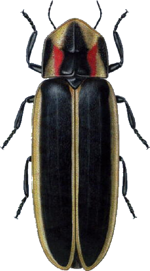 Lightning Bug Png - North American Firefly Clipart (520x937), Png Download