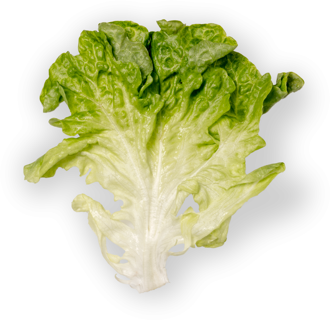 Green Oak - Romaine Lettuce Clipart (1500x1500), Png Download