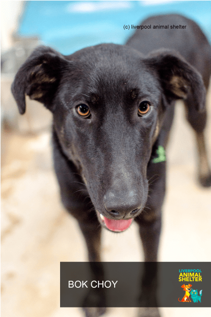 Photo Of Bok Choy - Magyar Agár Clipart (638x638), Png Download