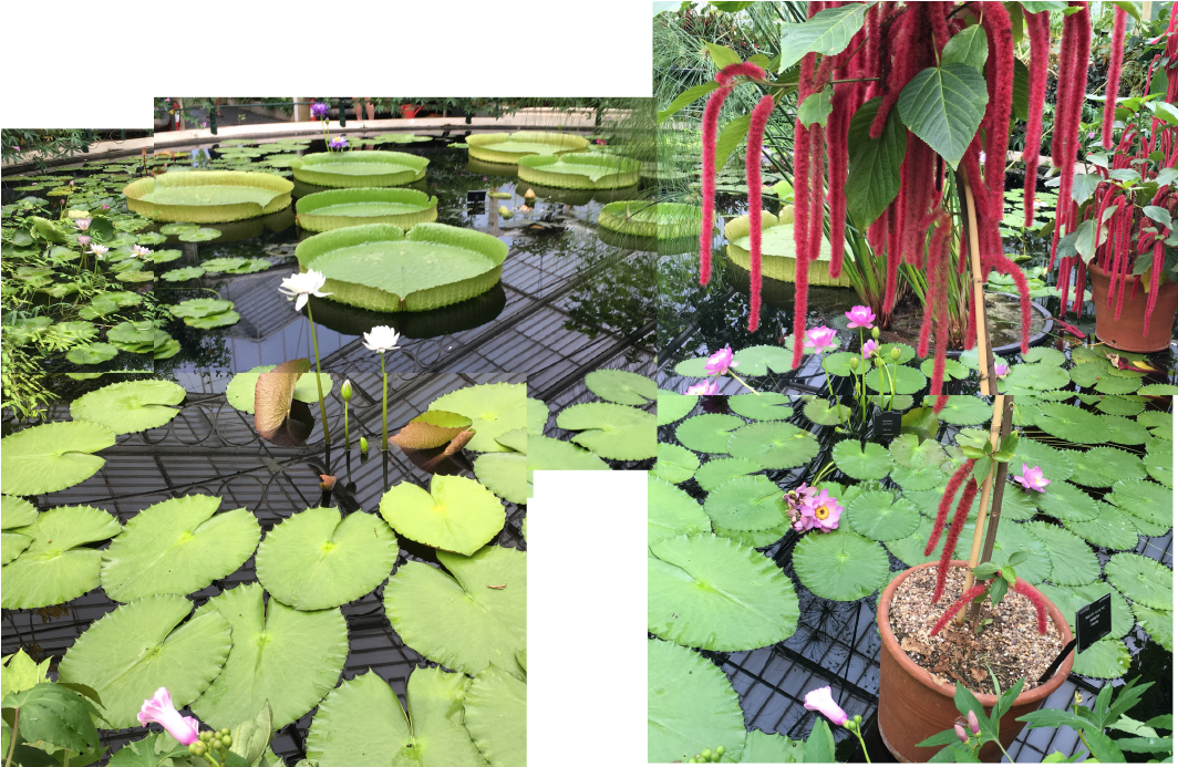 Lilypads Ii - Fish Pond Clipart (1063x827), Png Download