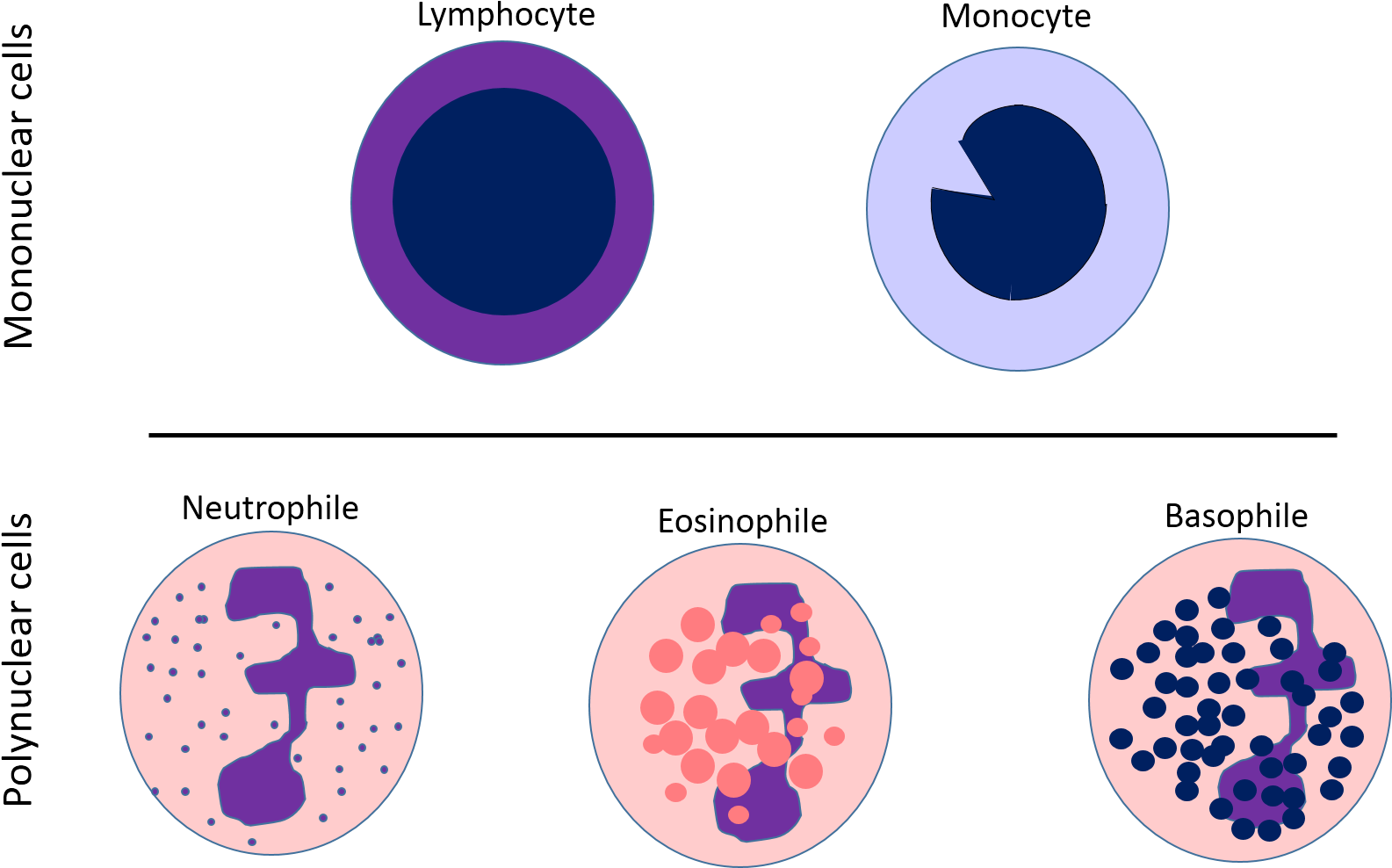 White Blood Cells Chart - White Blood Cell Wbc Diagram Clipart (1585x988), Png Download