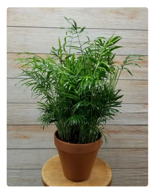 Palm Green Plant - Flowerpot Clipart (524x640), Png Download