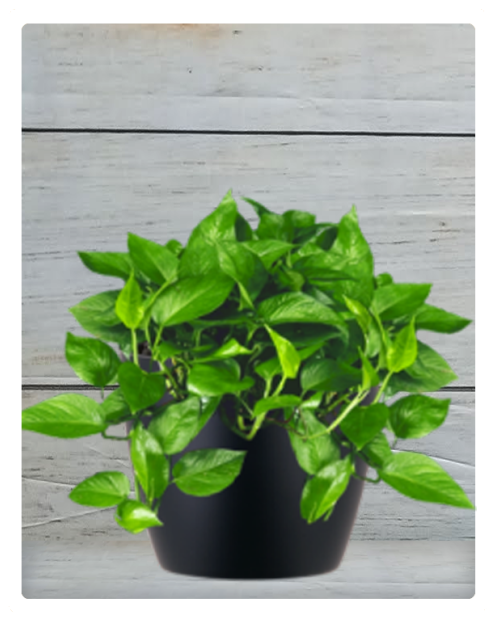 Decorative Plant In School In Home Clipart (524x640), Png Download