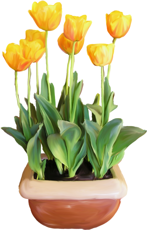 Фотки Potted Plants, Potted Flowers, Flower Pots, Flower - Tulip Clipart (508x800), Png Download
