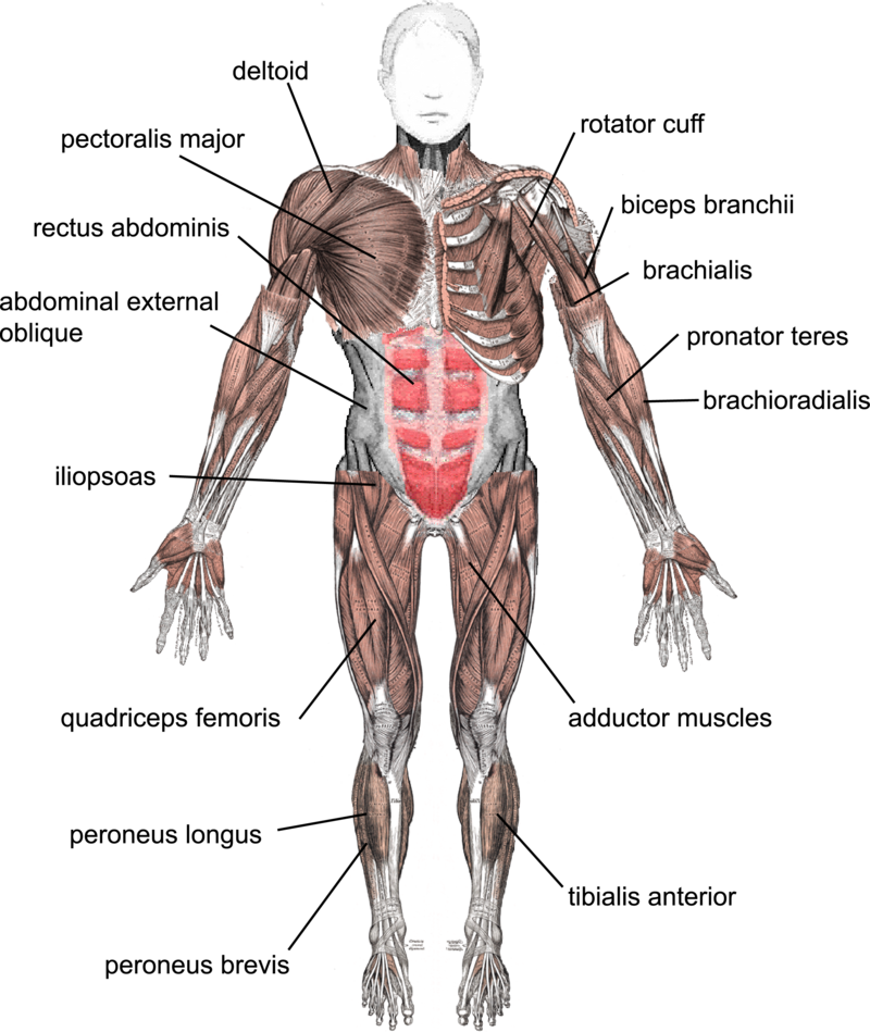 Muscles Under Arm - Tendons And Ligaments In The Body Clipart (800x949), Png Download