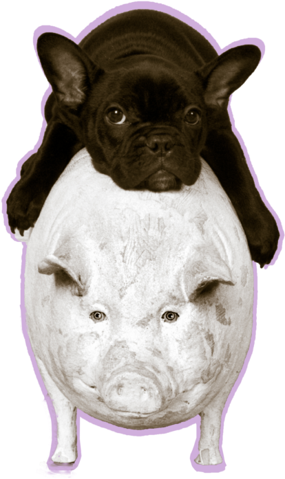 His Clientele Includes Jennifer Aniston, Charlize Theron, - Domestic Pig Clipart (805x1024), Png Download