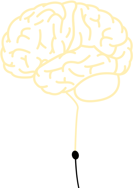 Brain - Illustration Clipart (484x662), Png Download