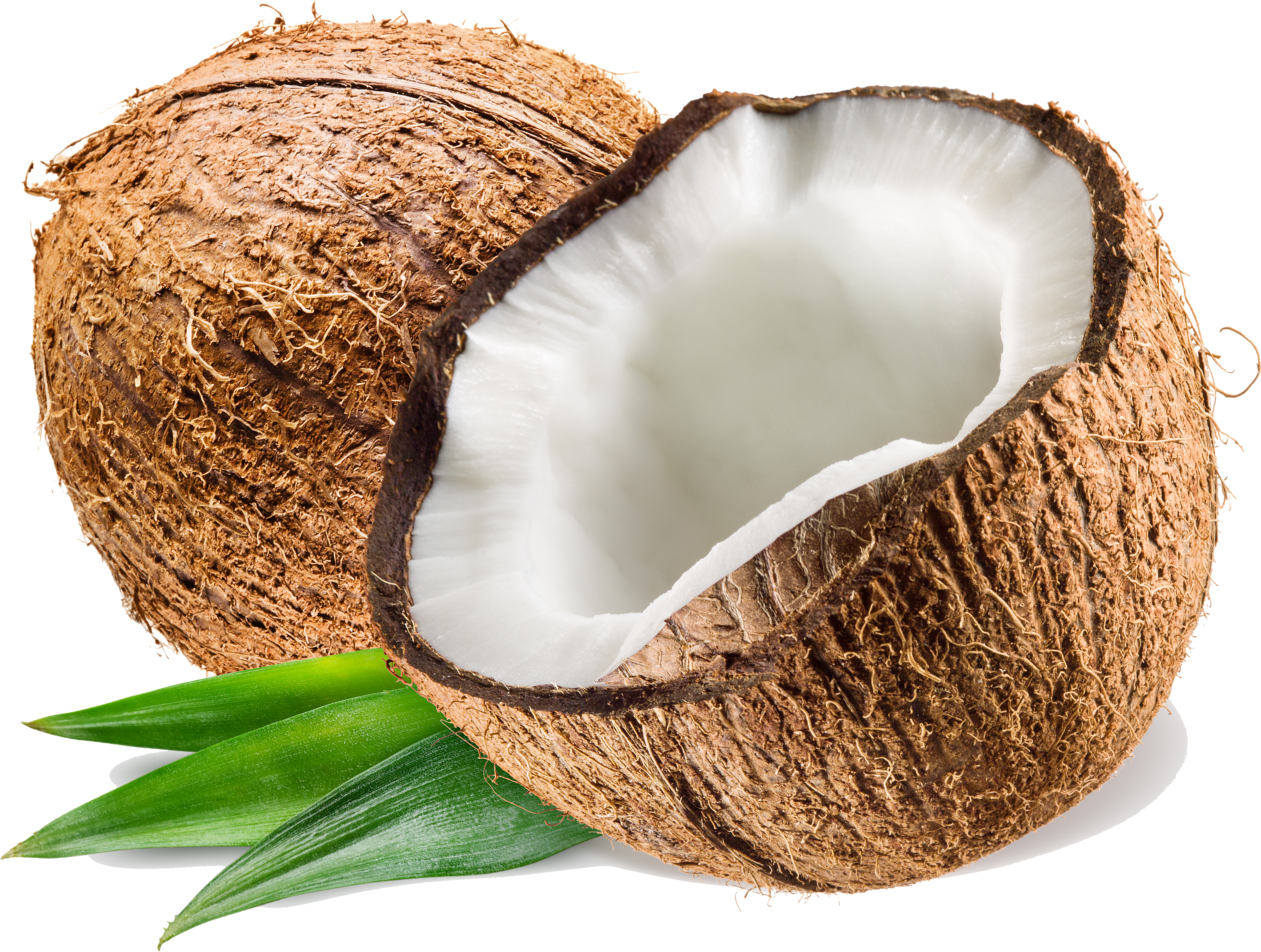 Com Coconut Pluspng Clipart (5000x3800), Png Download