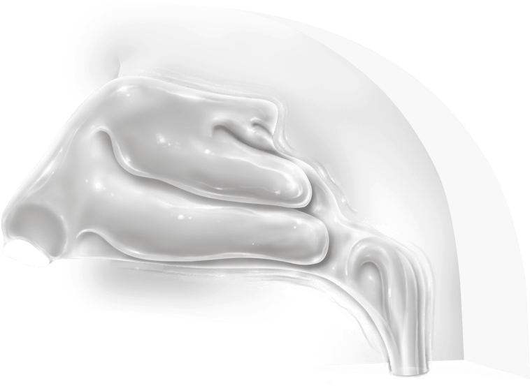 3d Nasal Cast Model - Relief Clipart (776x553), Png Download