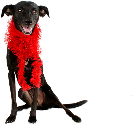 Dog Black Dog Pet Mutt Black Animal Cute Canine - Black Greyhound Valentine Clipart (960x642), Png Download