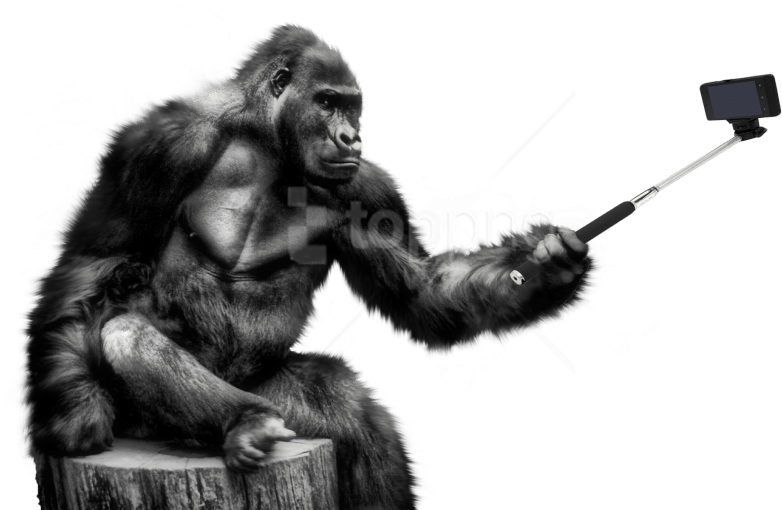 Free Png Download Gorilla Png Images Background Png - Gorilla Png Hd Clipart (850x543), Png Download