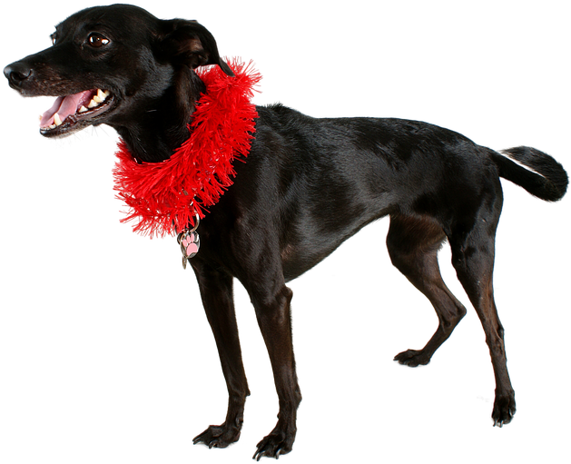 Dog Black Dog Pet Mutt Black Animal Cute Canine - Dog Catches Something Clipart (960x642), Png Download