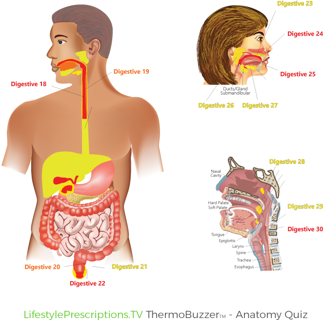 Thermobuzzer Anatomy Quiz Image700 700 Digestive2 - Illustration Clipart (662x656), Png Download