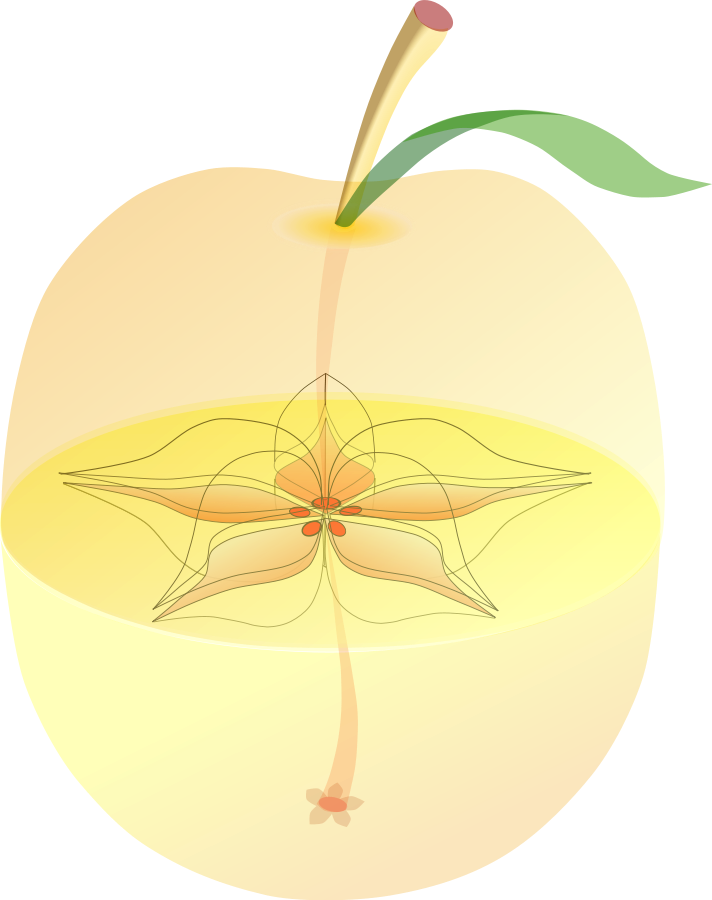 Anatomy Png - Apple Fruit Center Clipart (712x900), Png Download