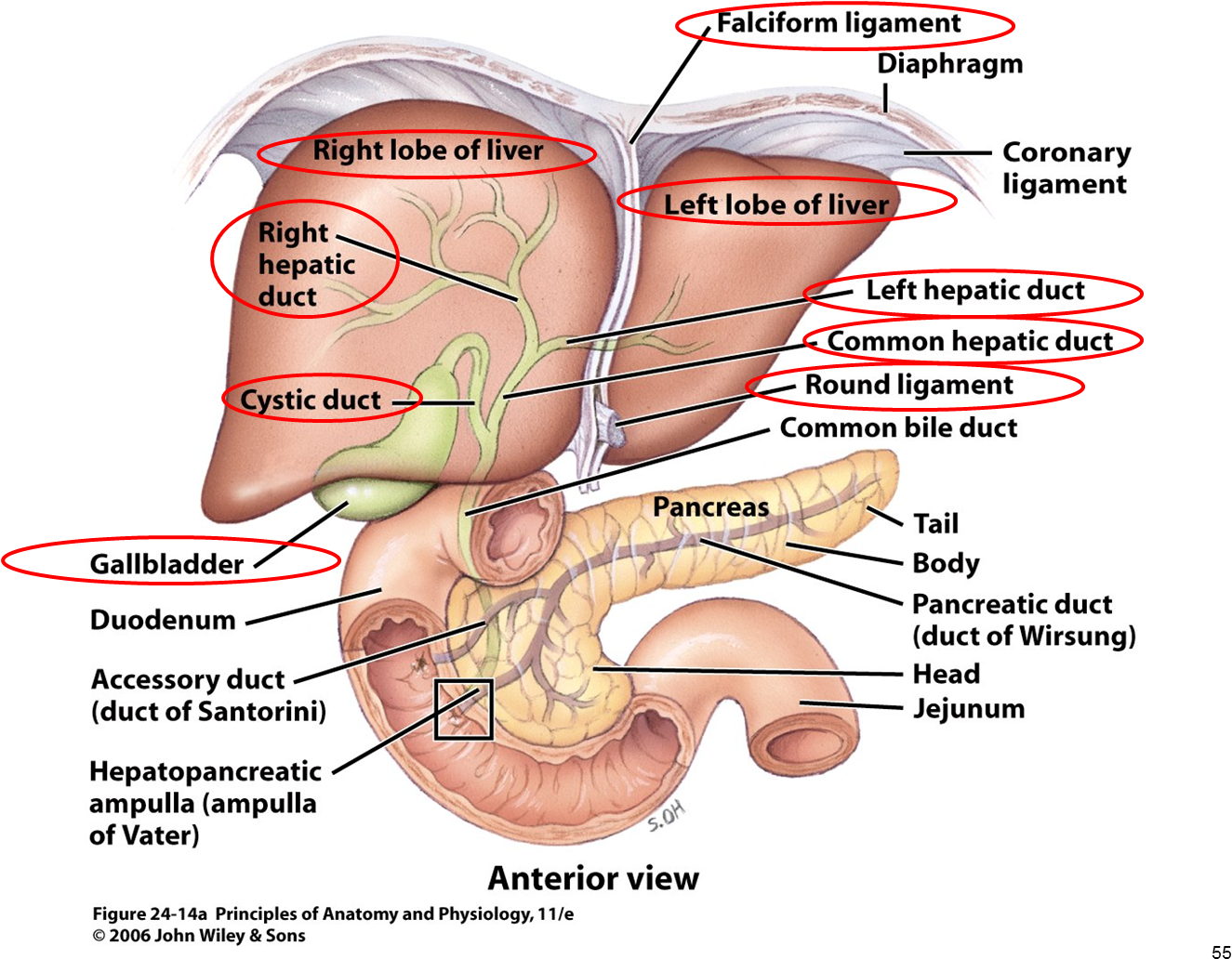 Png Anatomy Gallbladder Pancreas Google - Liver Gallbladder Pancreas And Ducts Clipart (1325x1032), Png Download