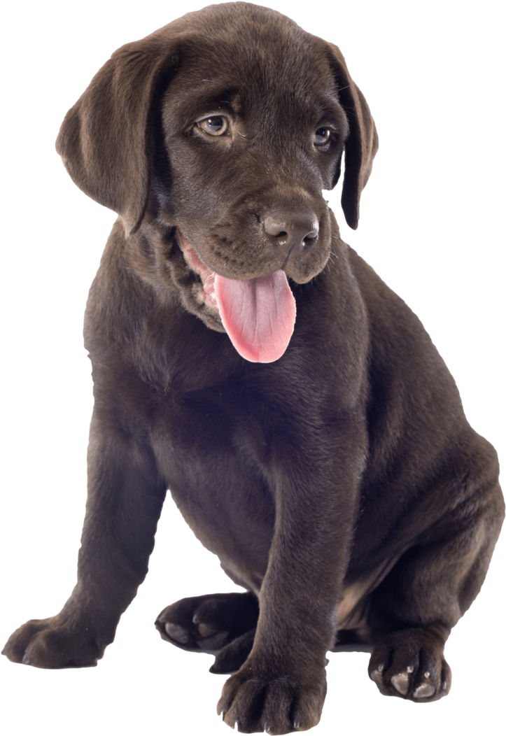 Chocolate Lab Png - Chocolate Lab Puppy Transparent Clipart (723x1052), Png Download
