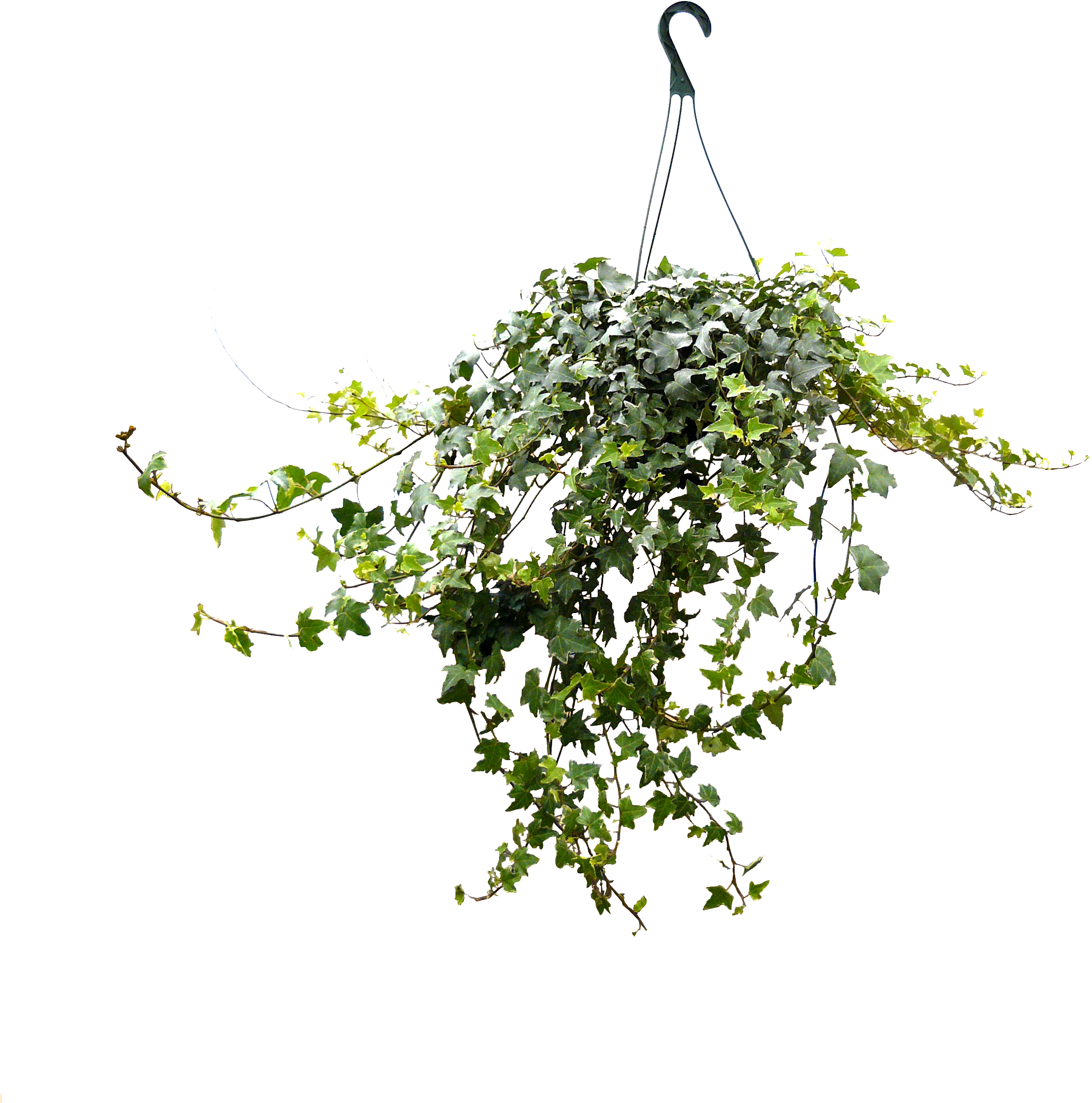 8in Ivy Hanging - Tree Clipart (2256x2260), Png Download