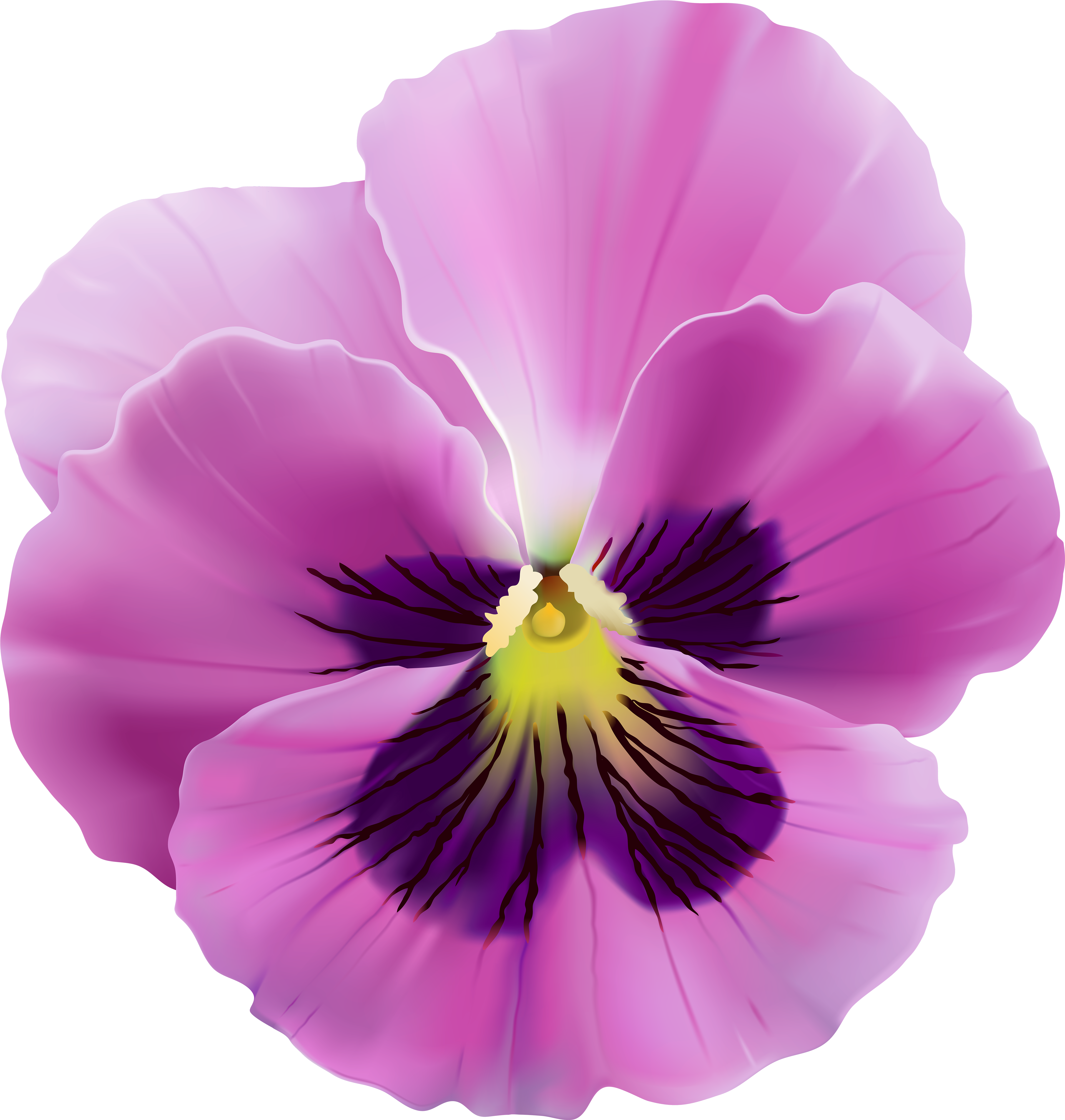 View Full Size - Viola Flower Png Clipart (4753x5000), Png Download