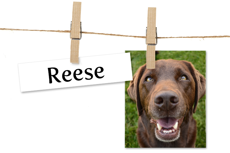 Dog Catches Something Clipart (760x507), Png Download