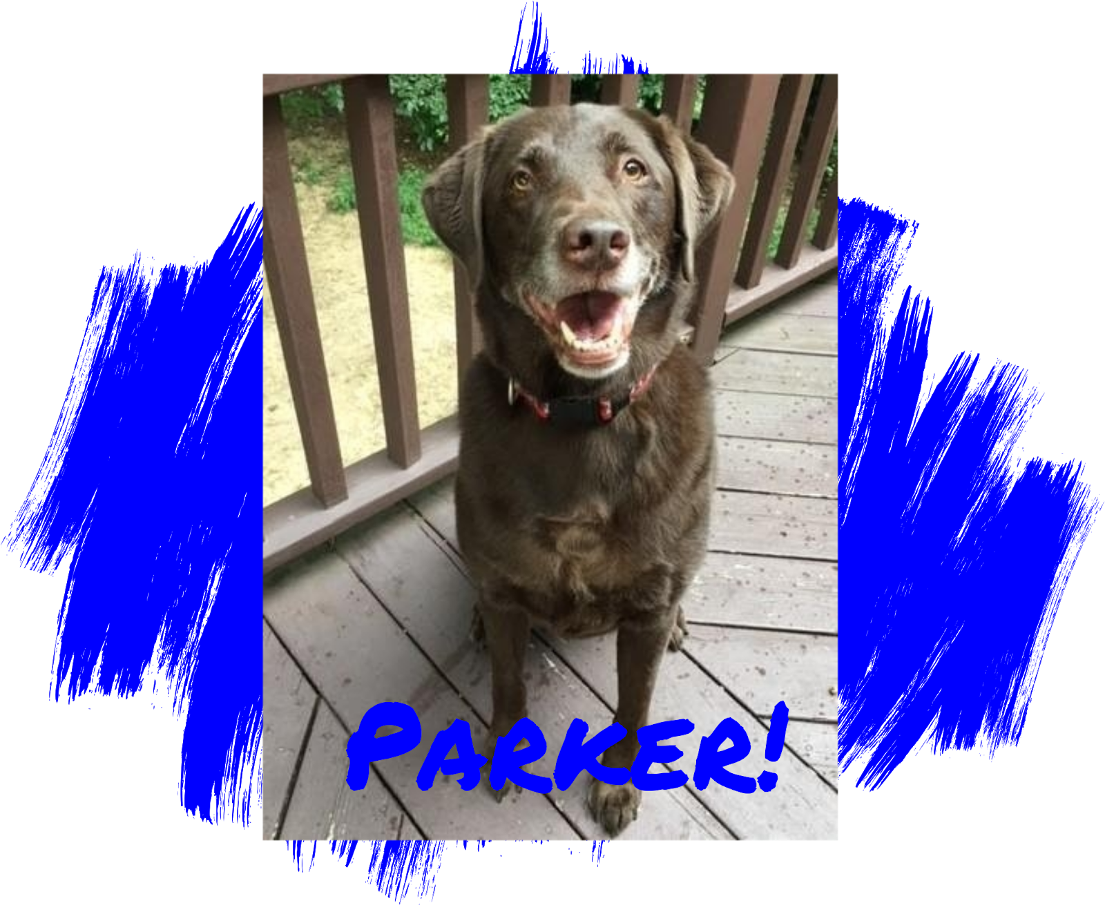 Dog - Labrador Retriever Clipart (1600x1600), Png Download