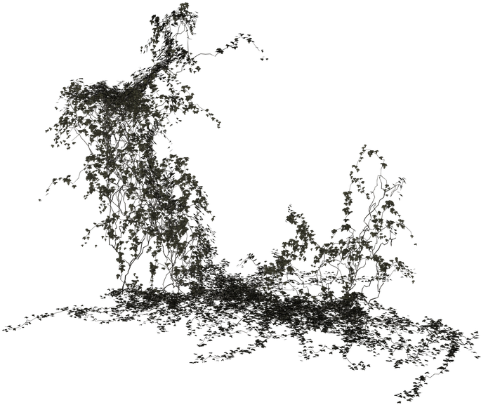 Ivy Texture Png - Ivy Climber Plant Png Clipart (720x720), Png Download