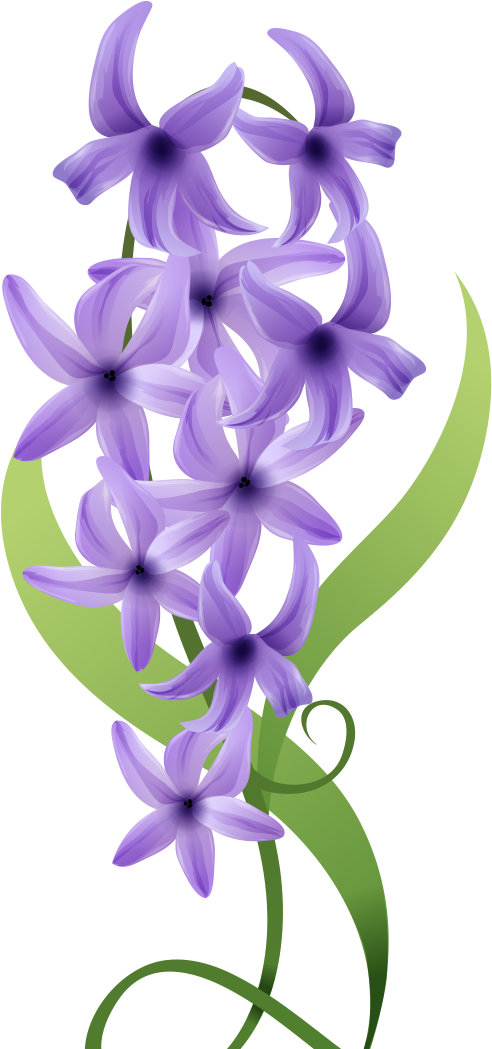 Violet Flower Drawing - Hyacinth Clipart (1181x1181), Png Download