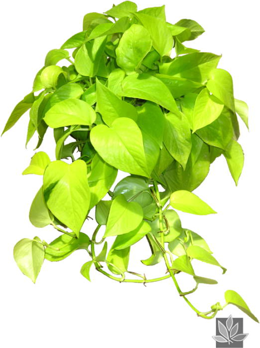 Epipremnum 'neon' Pothos Ivy Indoor Office Plants, - Epipremnum Neon Clipart (522x800), Png Download
