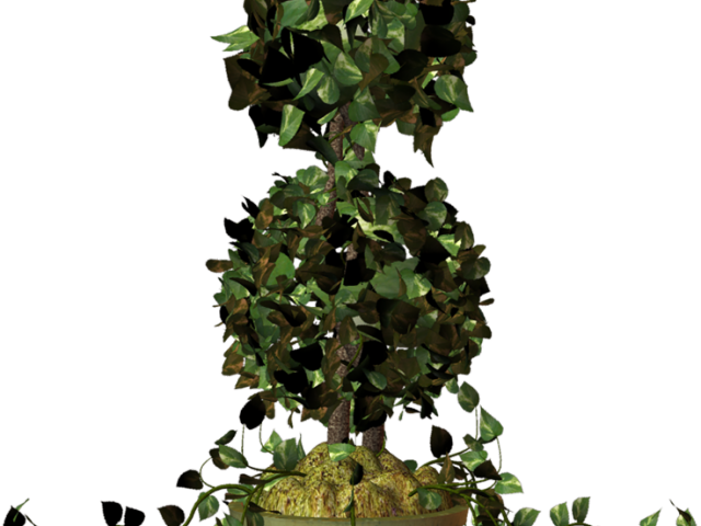 Pot Plant Clipart Ivy Plant - Sageretia Theezans - Png Download (640x480), Png Download