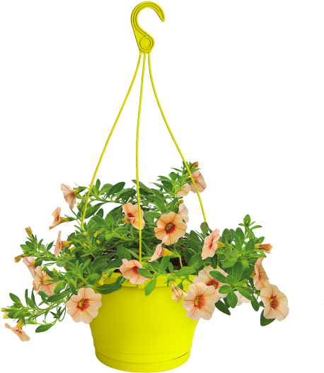 Home > Collection > Corsica Hanging Basket - Bouquet Clipart (750x750), Png Download