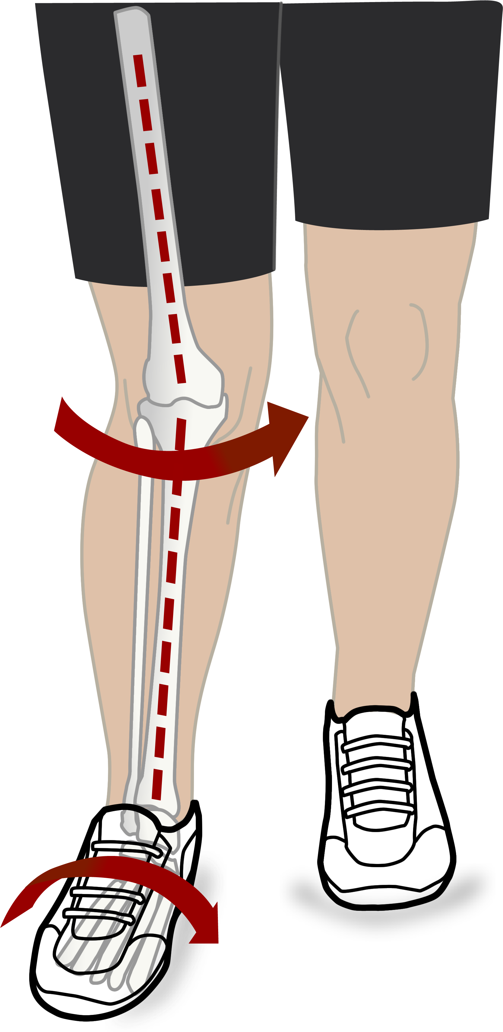 Mechanical Efficiency Diagram Walking Red Clipart (2090x3658), Png Download