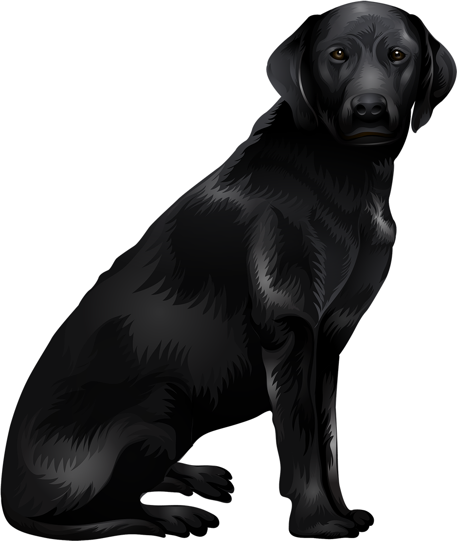 Labrador Retriever Png - Black Labrador Png Clipart (1538x1137), Png Download