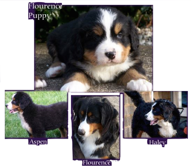 Philosophy - Bernese Mountain Dog Clipart (614x543), Png Download