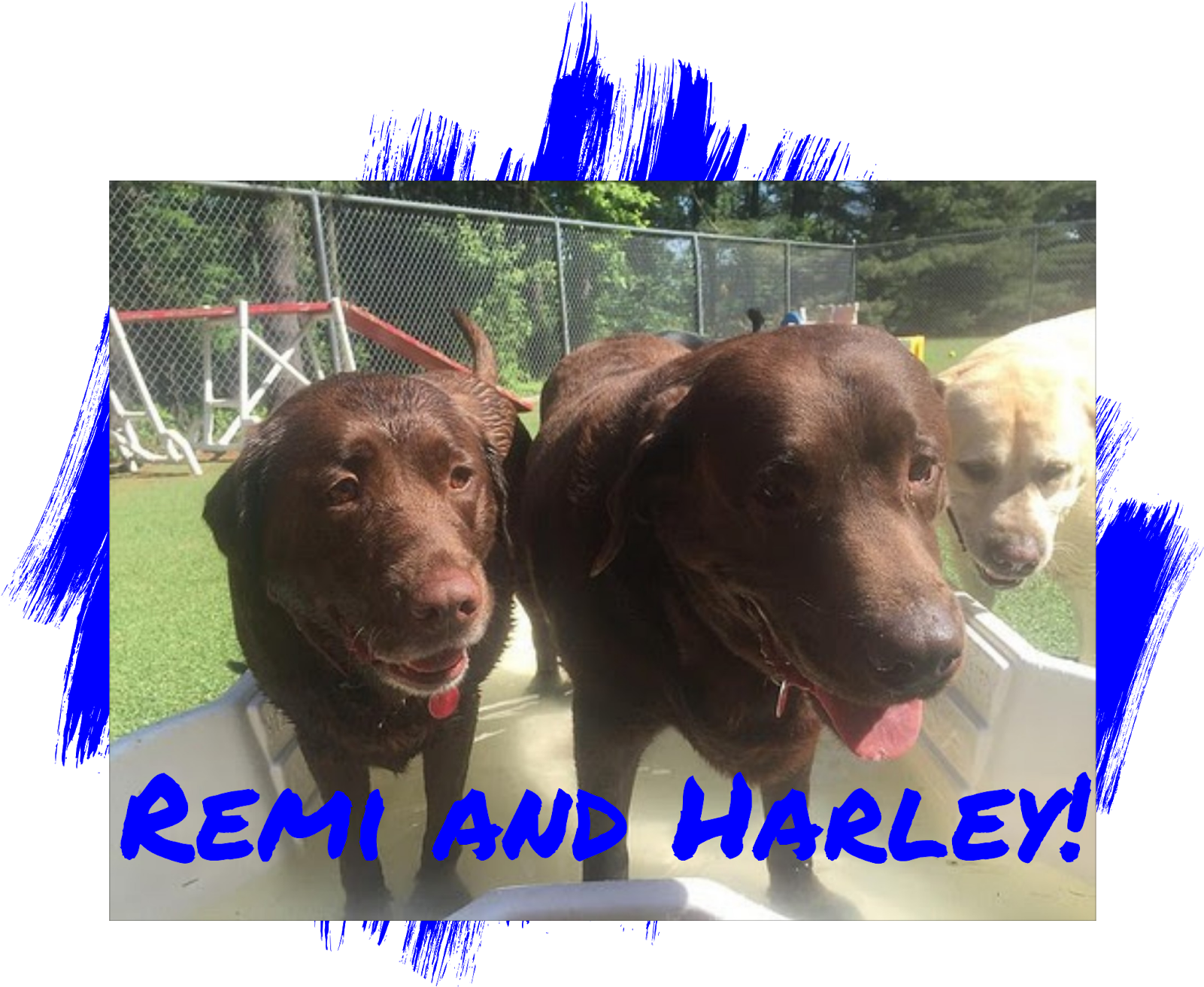 Dog - Lipstick Clipart (1600x1600), Png Download