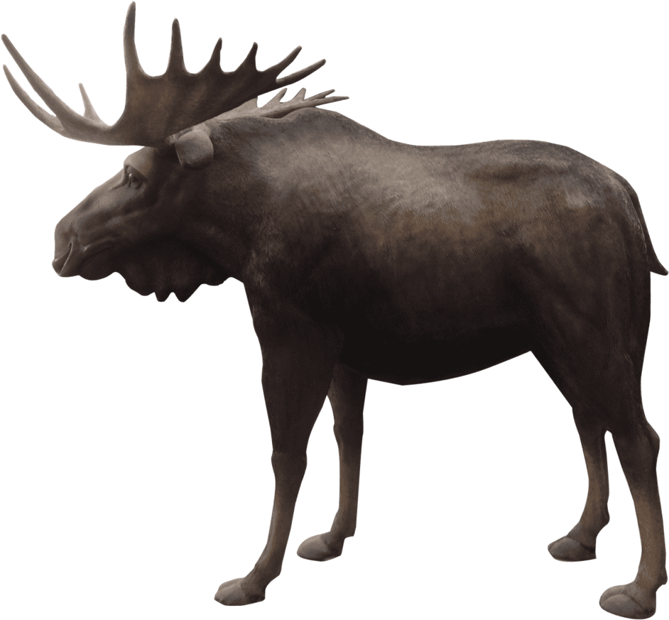 Moose Life Size Prop Resin Decor Statue- Lm Treasures - Reindeer Clipart (1024x926), Png Download