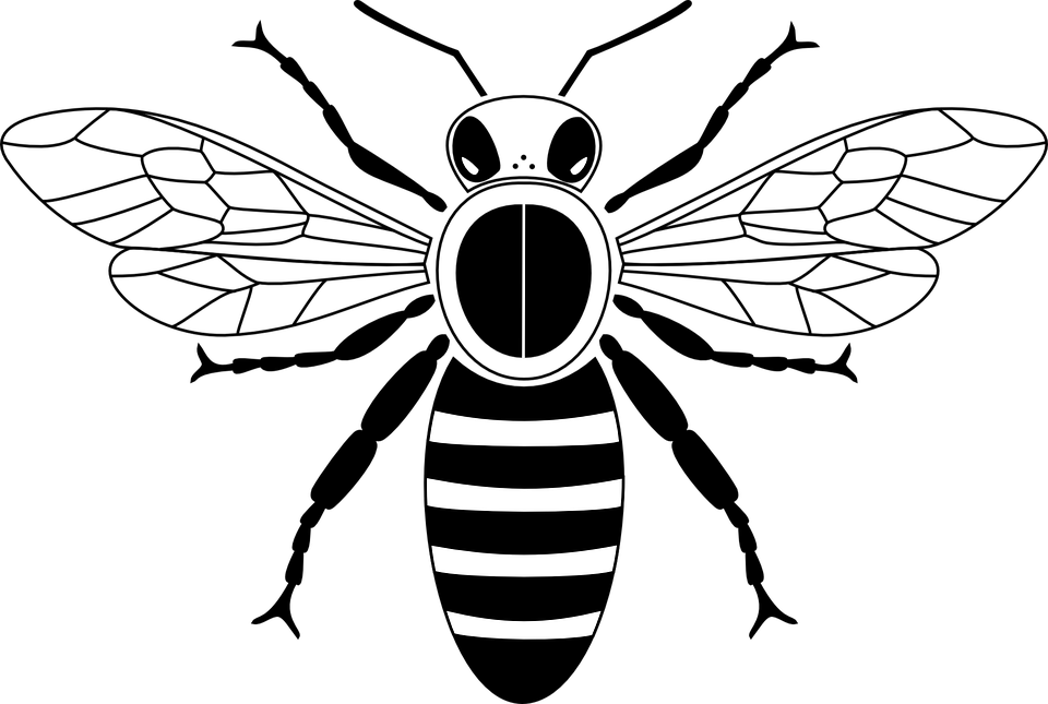 Clip Art Black And White Honey Bee - Png Download (960x645), Png Download