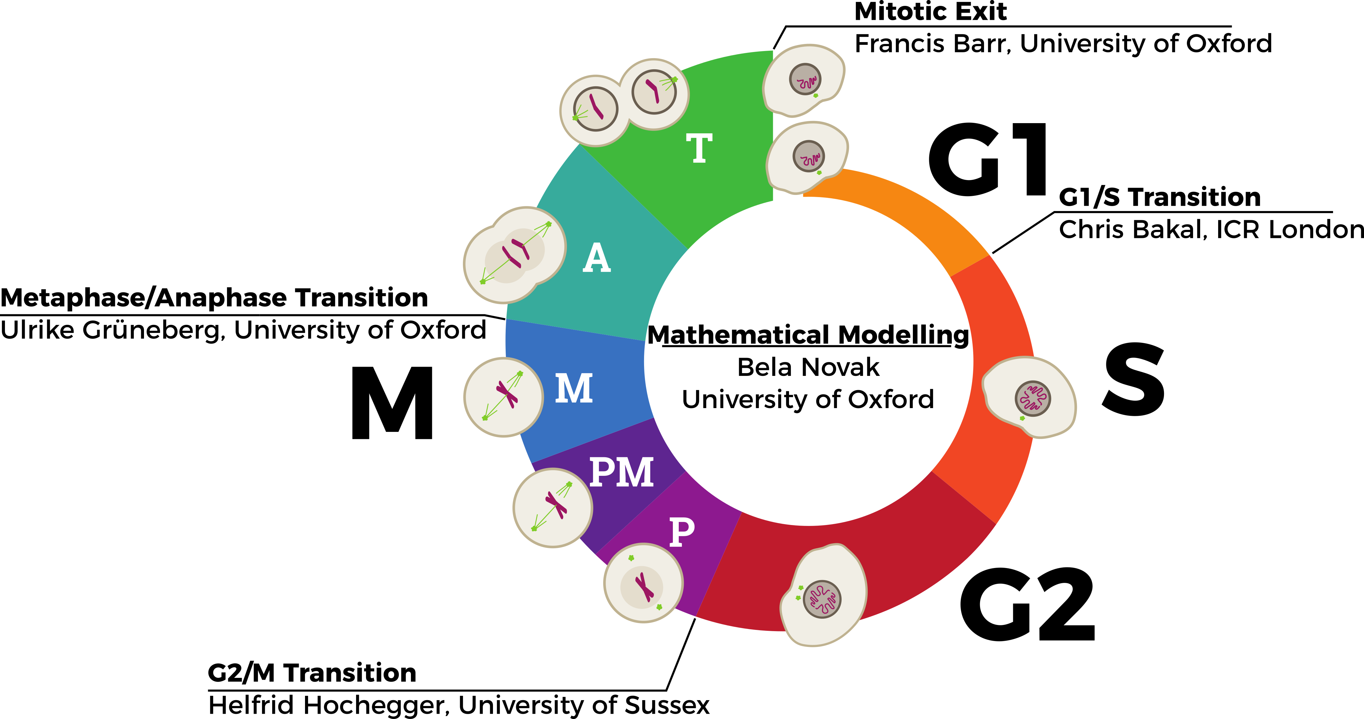 During Human Development And Growth, Cells Must Proliferate - Barr Body In Cell Cycle Clipart (4405x2324), Png Download