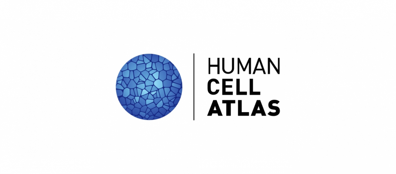 Human Cell Png - Circle Clipart (1268x559), Png Download