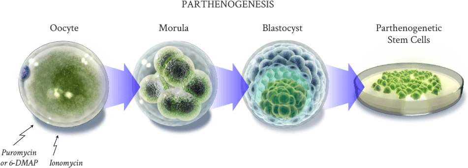 The Human Parthenogenetic Stem Cells Are Created By - Sphere Clipart (985x353), Png Download