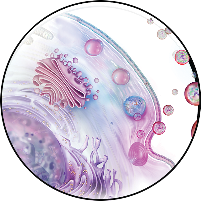 Exosome Png Clipart (666x666), Png Download