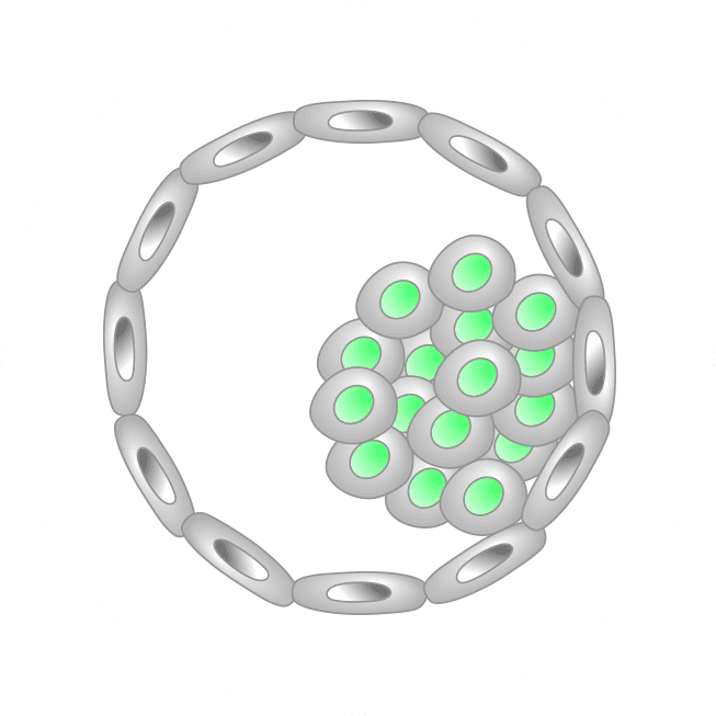 A Human Life Begins As A Fertilized Egg - Halo Reach Wolf Emblem Clipart (653x653), Png Download