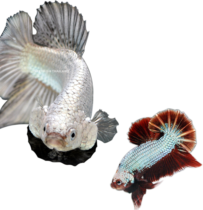 The Premium Betta Showroom @interfish Thailand - Marine Biology Clipart (710x735), Png Download
